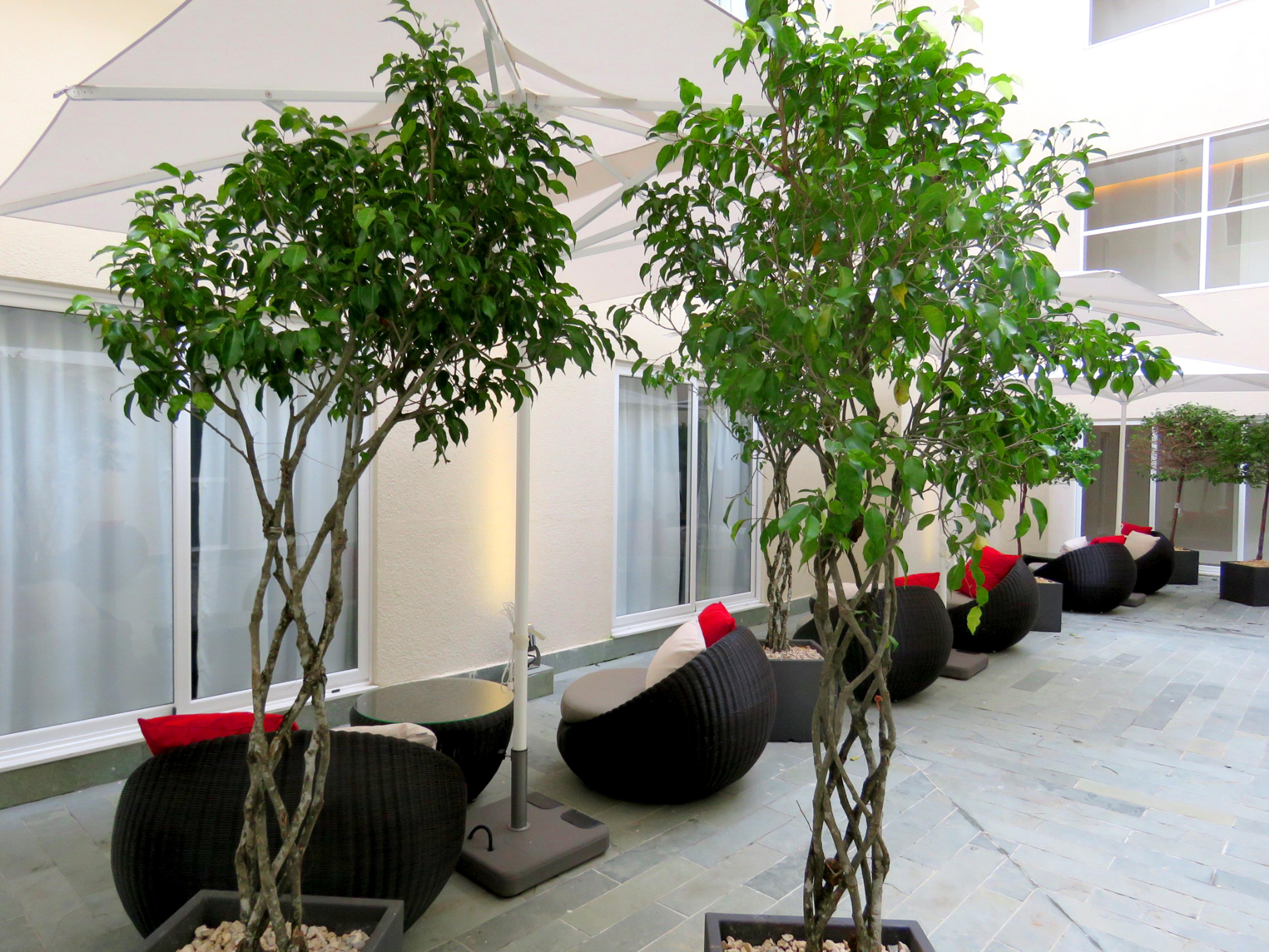 セントラル ホテル パナマ パナマ・シティー エクステリア 写真 Ficus benjamina